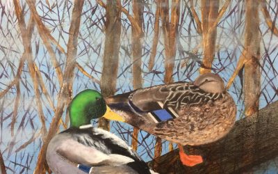 Mallard Marital Bliss